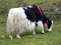 Uno yak