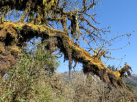 La foresta presso Lasiya Bhanjyang