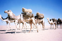 Azalai nel Ténéré