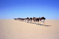 Azalai nel Ténéré