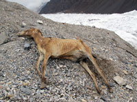Cavallo mummificato sul Baltoro
