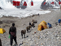 L'arrivo al campo base del Gasherbrum