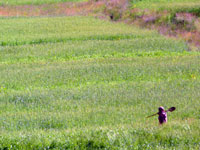 Contadina in un campo di Hushe