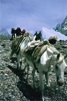 Cavalli sul Baltoro