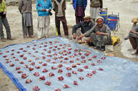 La spartizione della capra tra i portatori a Paiju