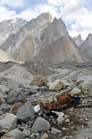 Natura morta con cavallo poco dopo Urdukas