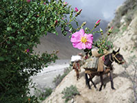 Trek lungo il Baltoro