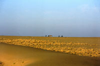 Cammelli nell'Hadhramout
